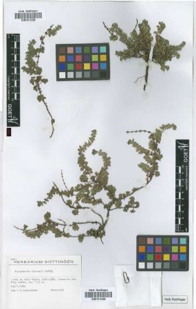Micromeria forbesii Benth.