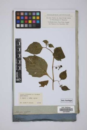 Solanum nigrum