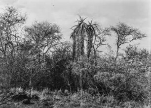 Dichte Vegetation : Dichte Strauch- und Buschvegetation