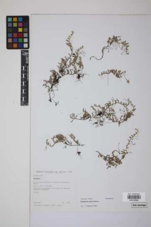 Selaginella sellowii Hieron.