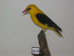 Pirol