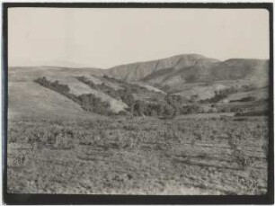 Matten-Lorbeerzone zwischen Cordillera de Sombreros und Sopachuy