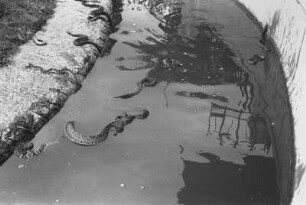 Schlangen : Schlangen im Wasser