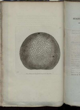 The Starry Globe-Madrepore.