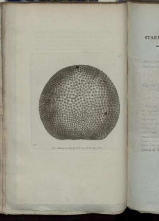 The Starry Globe-Madrepore.