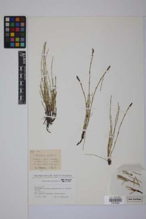 Equisetum palustre L.