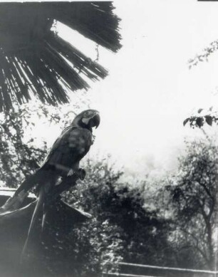 Im Vogelpark Heiligenkirchen / ein Papagei. Detmold. Heiligenkirchen. Papierabzug