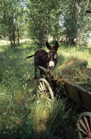 Esel an einem mit Heu gefüllten Ziehwagen auf einer Wiese