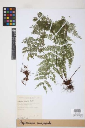 Asplenium uniseriale Raddi