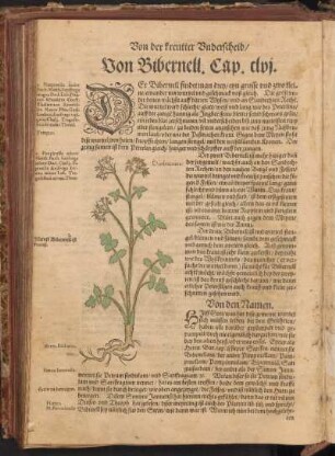 Von Bibernell, Cap. CLVI