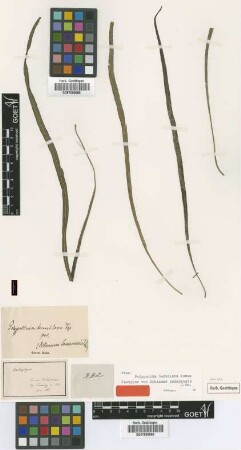 Diblemma samarensis J.Sm. [isotype]