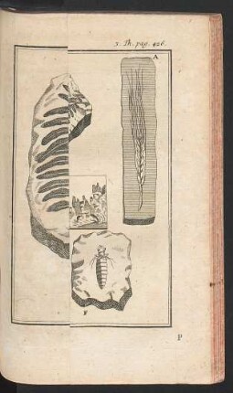 Tafel: Gebildete Steine.