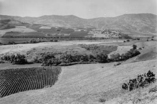 Weinanbau : Blick über Weinanbau. An den Berghängen befinden sich Weizen- und Getreidefelder.