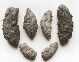 Gewölle von Eulen. Oben links zwei vom Waldkauz, rechts zwei von der Waldohreule; unten zwei vom Steinkauz