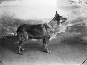 Hund