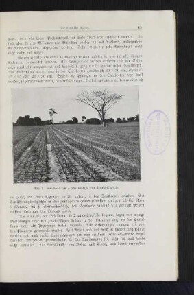 Abb. 4. Saatbeete von Agave sisalana aus Deutsch-Ostafrika.