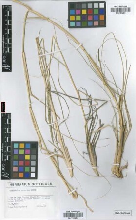 Sporobolus robustus Kunth