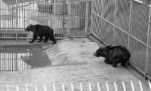 Inbetriebnahme des neuen Badebeckens für die Braunbären "Bobby" und "Maja" im Karlsruher Zoo.