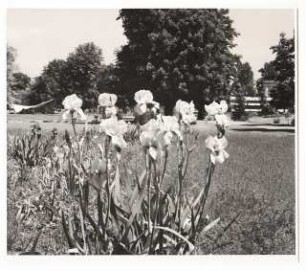 Bundesgartenschau 1955, Kassel: Blumenbeet mit Iris