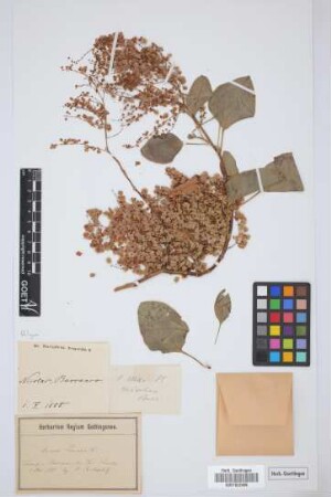 Rumex lunaria L.