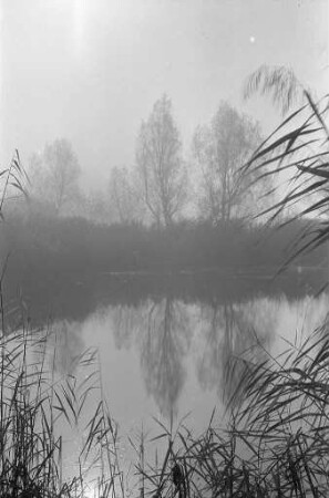 Herbst am Altrhein.