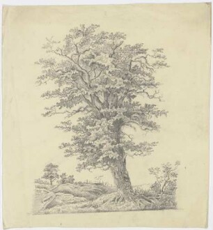 Baum auf einer Wiese