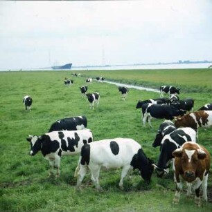 Tiere, Kühe : Kühe auf der Weide