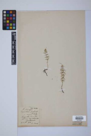 Equisetum pratense Ehrh.