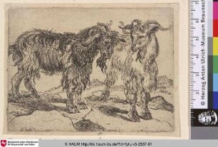 [Zwei Ziegen; Two Goats]