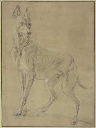 Windhund nach links