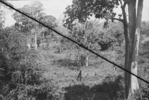 Am Weg von Chumo : Savannenlandschaft mit Bäumen