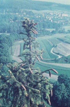 Blick von der Leuchtenburg nach Hummelshain?