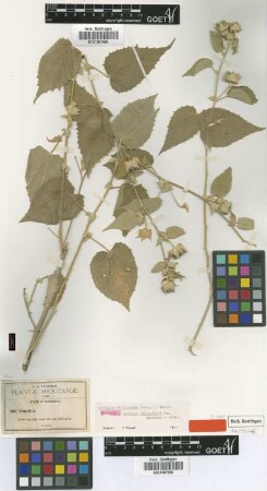 Abutilon berlandieri A.Gray ex S.Watson var. A.Gray dentatum[isotype]