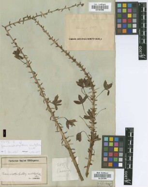 Grammatophyllum multiflorum Lindl.