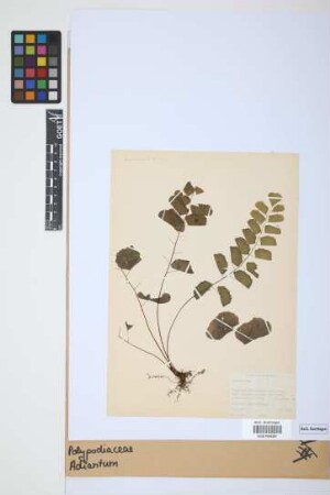 Adiantum