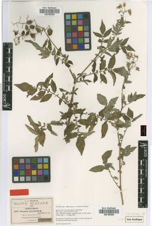 Solanum polyadenium Greenm.