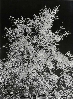 Baum mit Raureif