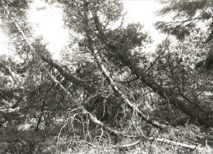 Bergkiefer (Pinus mugo) im Georgenfelder Hochmoor