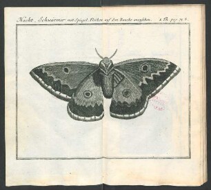 Tafel: Nacht_Schwärmer mit Spiegel_Flecken auf [...]