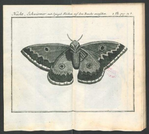 Tafel: Nacht_Schwärmer mit Spiegel_Flecken auf [...]