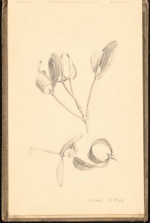 Skizzenbuch 1900-1901: Mistelzweig, perspektivische Ansicht