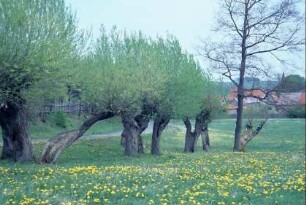 Kopfweiden auf Wiese