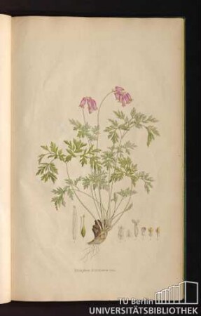 [Tab. 45.] Diclytra formosa Der.