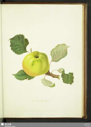 The Wormsley Pippin