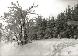 Osterzgebirge. Waldrand am Raupennest bei Altenberg