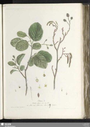 L'Aune