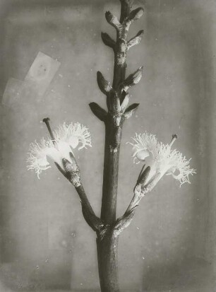 Fieberklee oder Bitterklee (Menyanthes trifoliata)