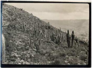 Kakteenbusch am Cerro de Vitiche