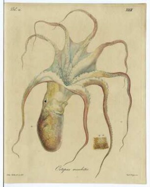 Octopus moschites : Zumpe, Gustav Adolph Ludwig nach Dietze, Julis Athanasius: Octopus moschites (Moschuspolyp), Vol. 12. Tab. XXXII. Radierung, kol.; 254 x 202 mm (Blattgröße). Aus: Carus, Carl Gustav: Icones sepiarum in litore maris mediterranei collectarum. Cum tabulis V. aeneis pictis. 1830. Dresden: SLUB Zool.677