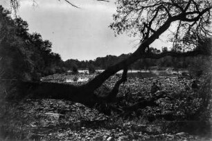 Flussbett des Limpopo : Das Flussbett des Limpopo, kurz vor dem Austrocknen.